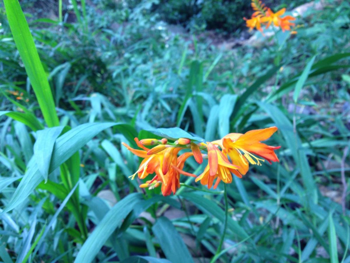 Otsu Nature Garden Akiruno Kültér fotó