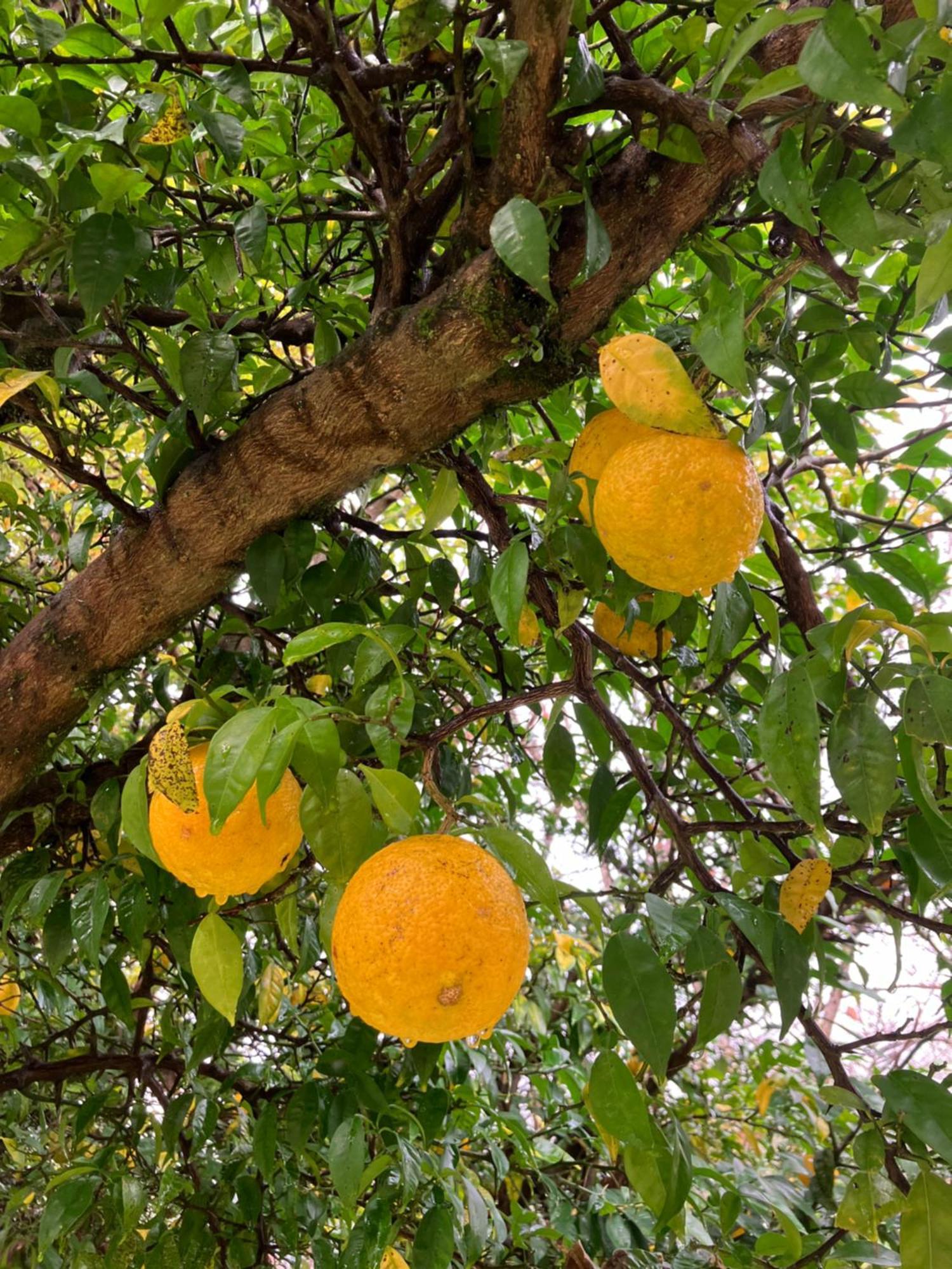 Otsu Nature Garden Akiruno Kültér fotó